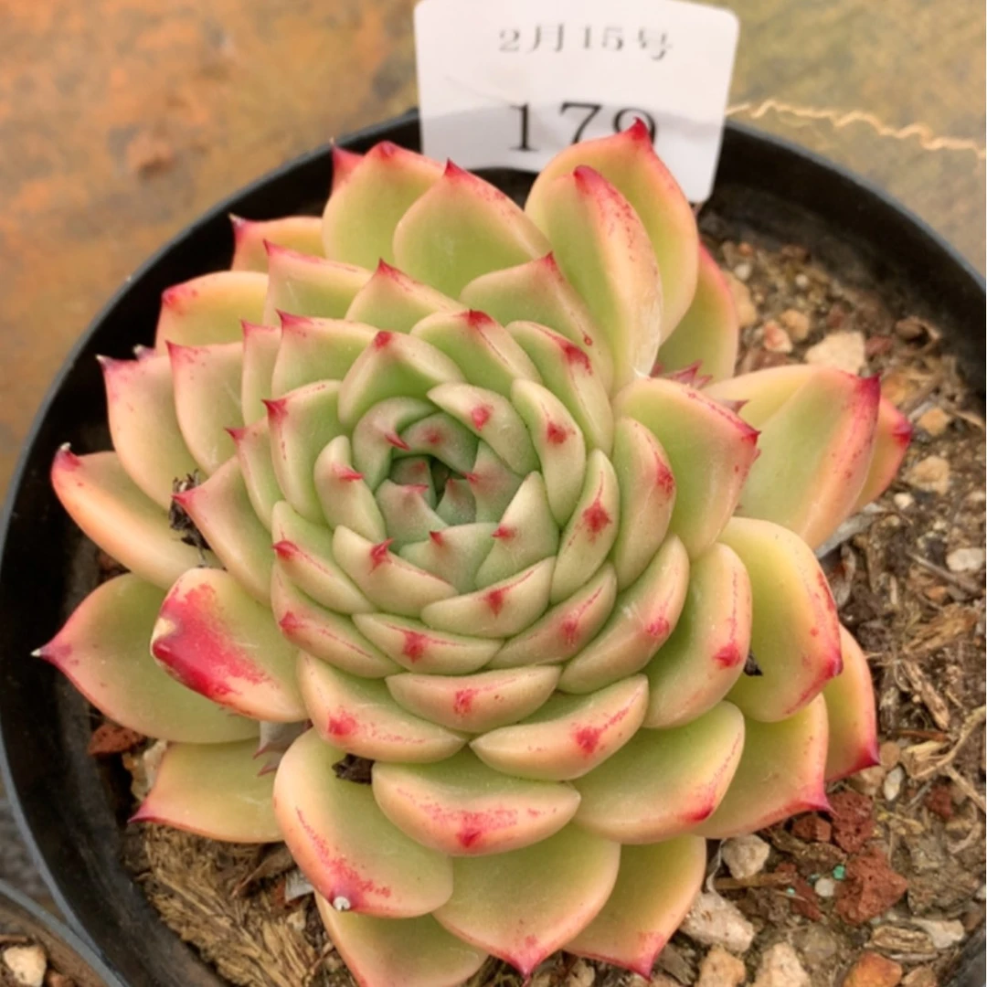 【闪购商品】云179