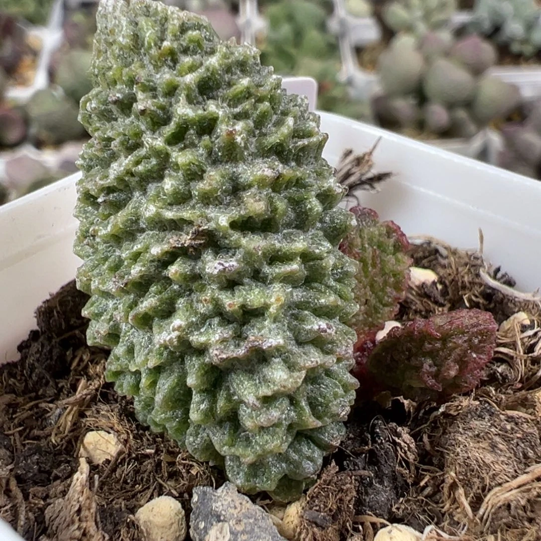 w深骷髅头纹实生新品