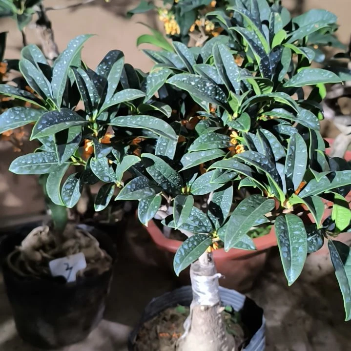 引***己完全开放八月桂朱砂