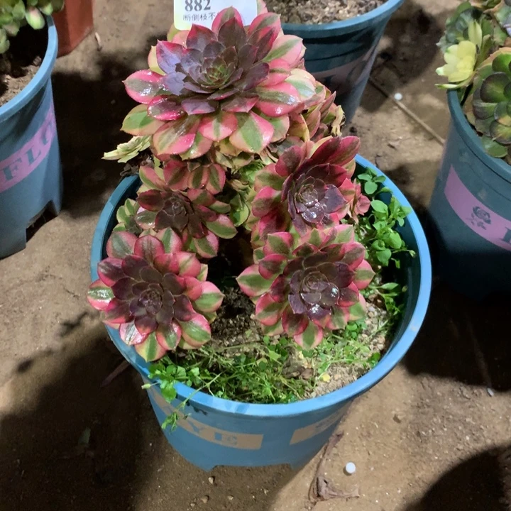 882雨荷多肉植物特价