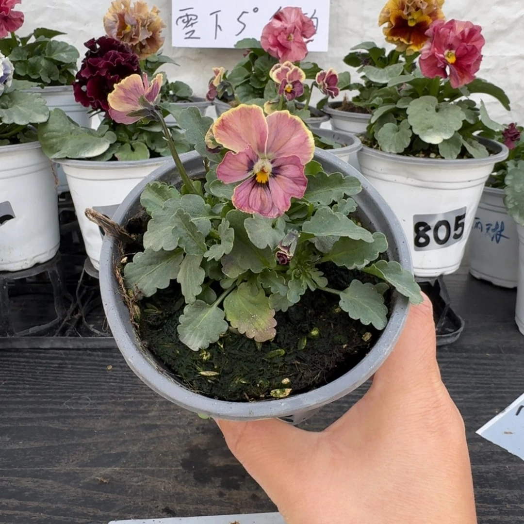 全部花朵116号心跳