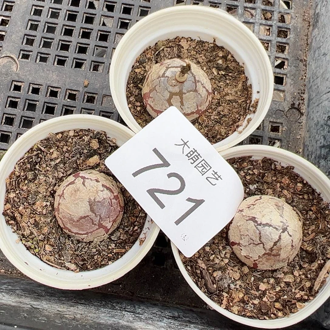 一物一拍3颗灯泡带盆土发。 721