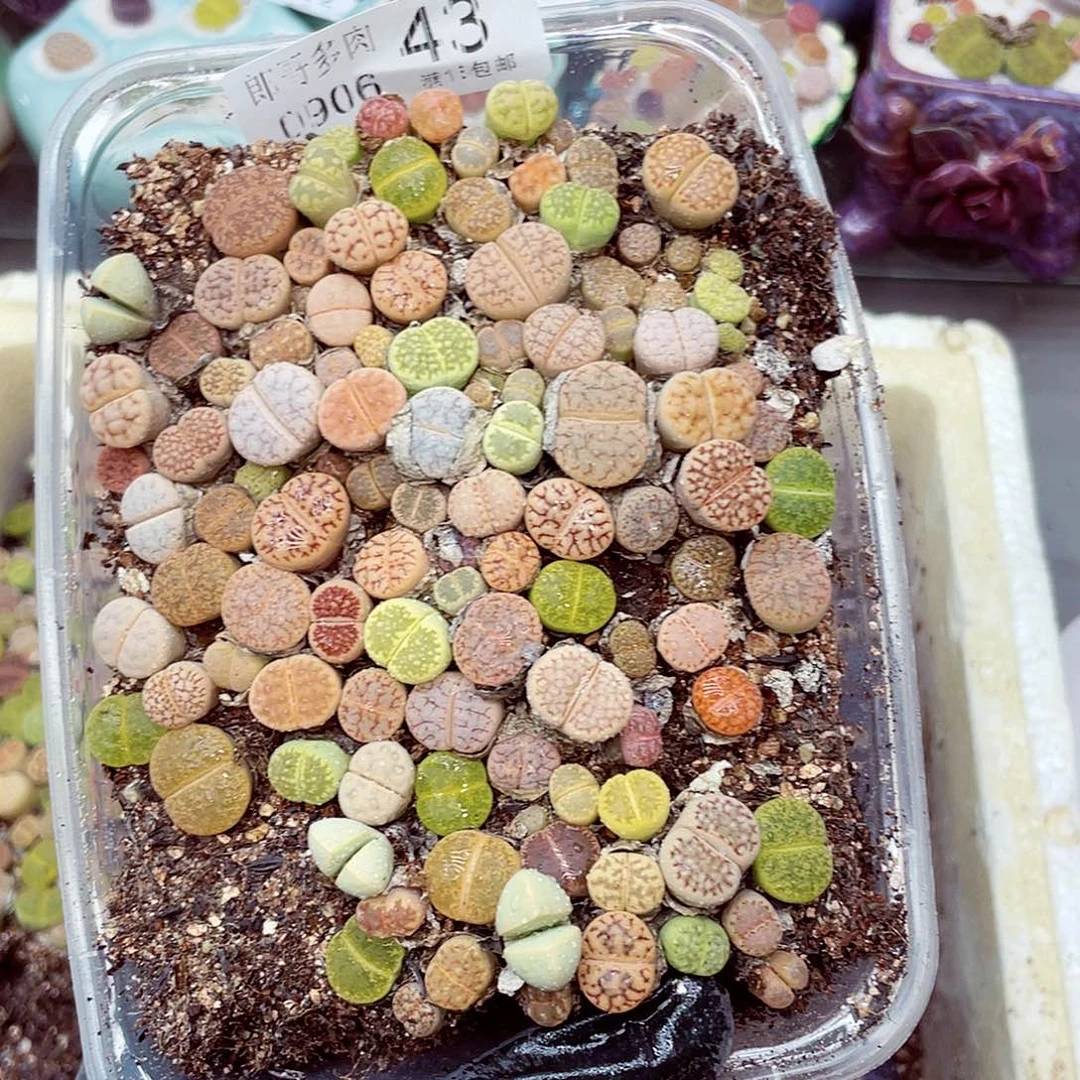 生石花18包邮0906-43