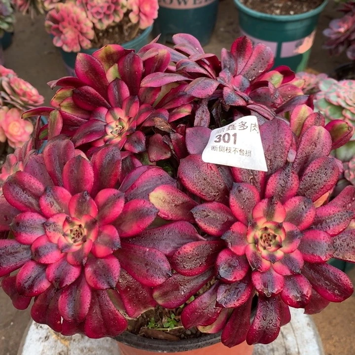 301美肌多肉植物