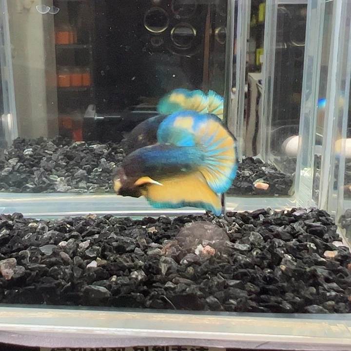 斗鱼竞拍跑单拉黑22日65