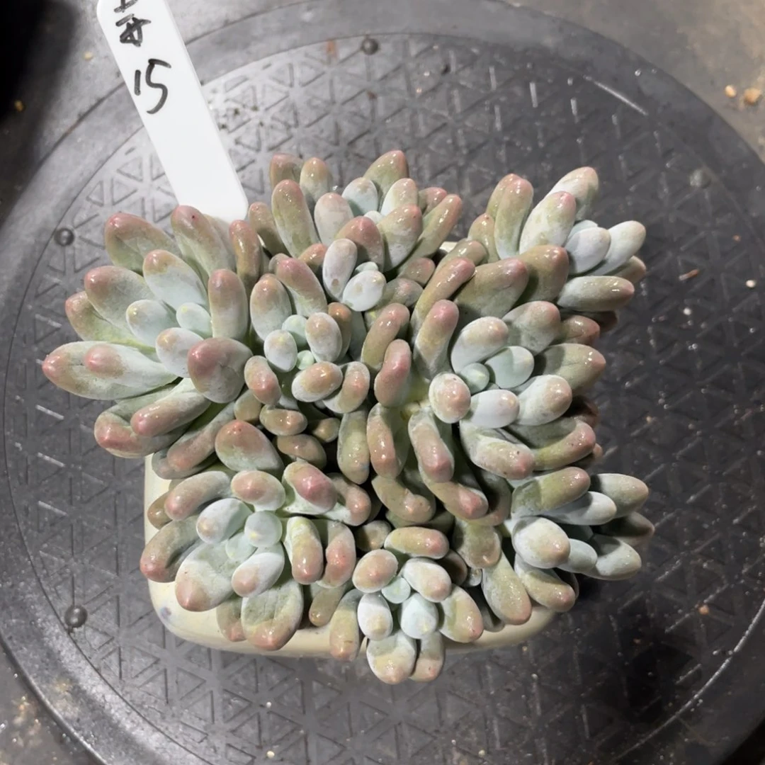 赤***垚一物一拍中通快递