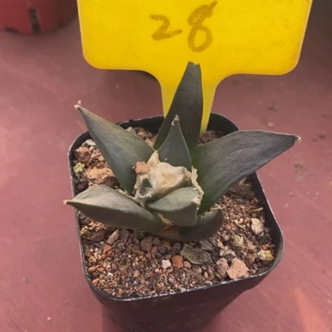 实生牡丹5仙人球