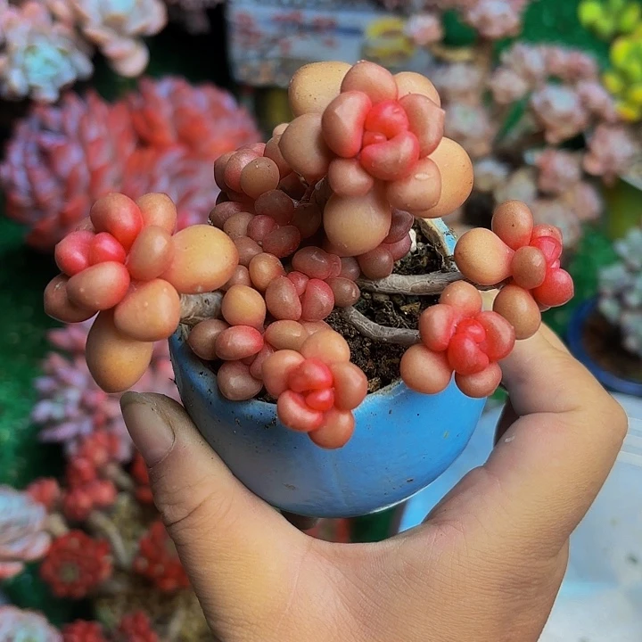 先锋派老桩多肉一颗