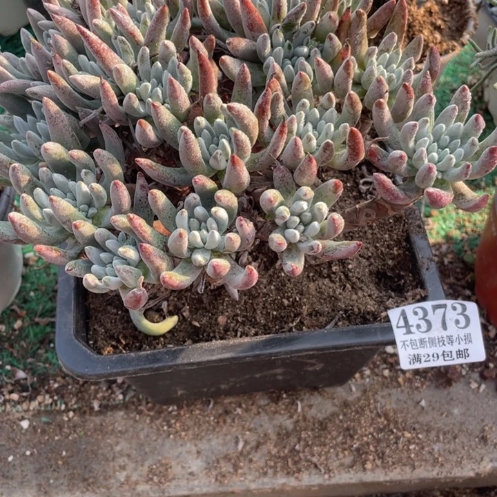 373号雪花多肉植物