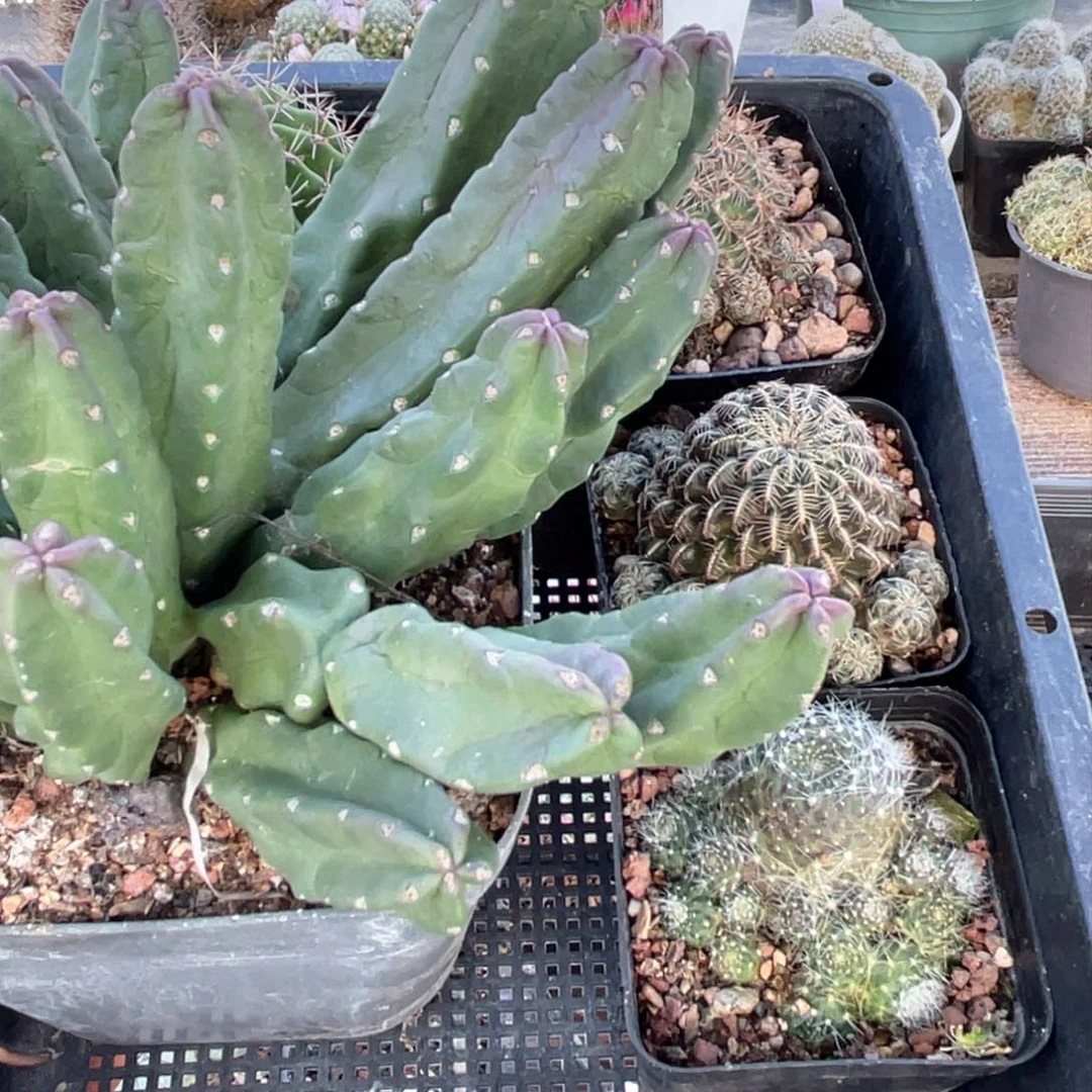 24洋气新款男士休闲衬衫