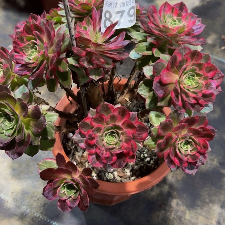 万花筒87900000000