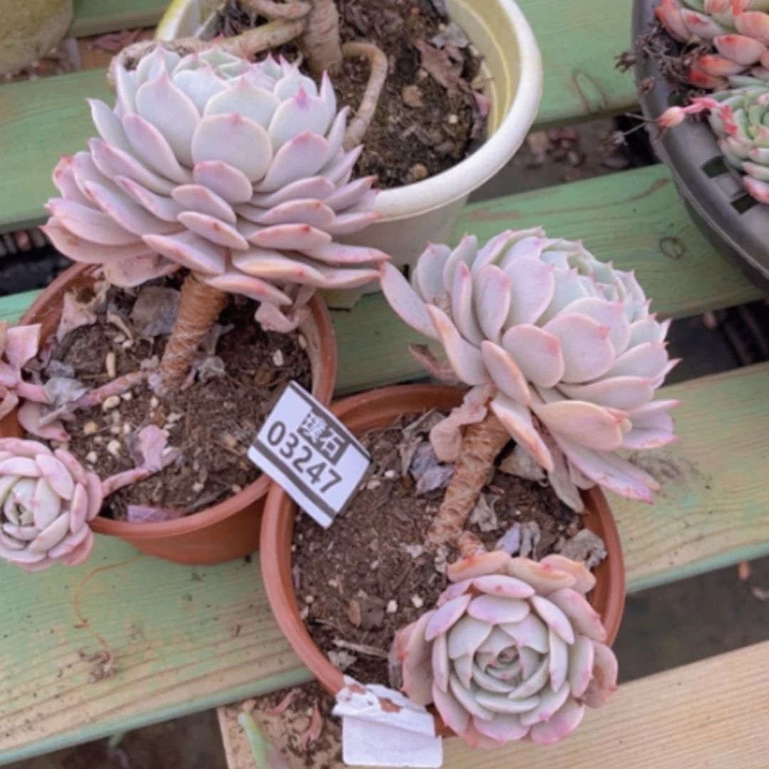 【闪购商品】粉蝶03247