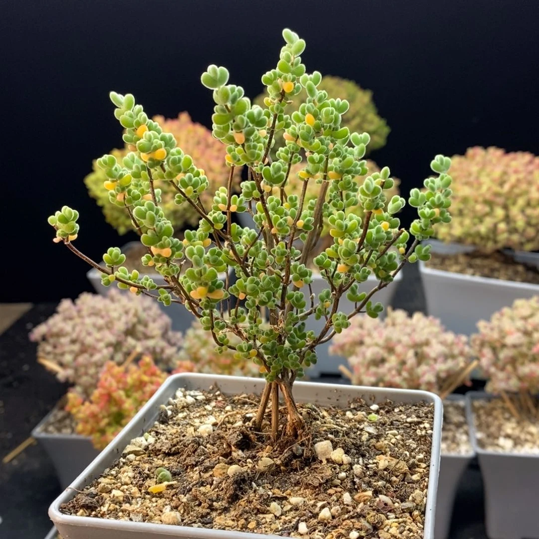 651莱斯，年后发货