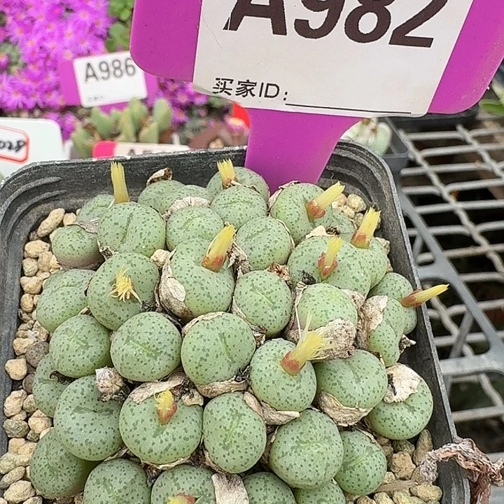 密密麻麻密密麻麻982