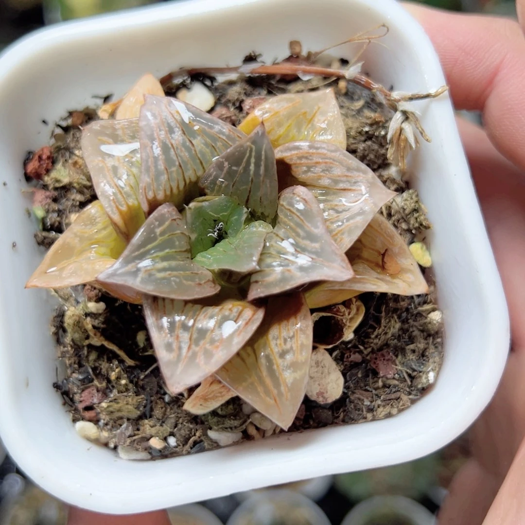 ?**€2757多肉植物一颗