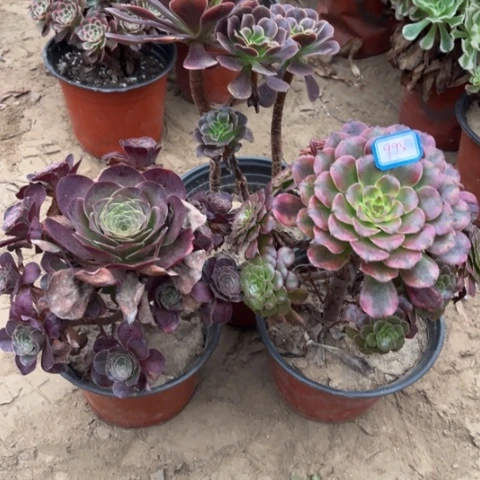 山***末995多肉植物组合，