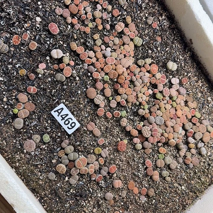 469生石花整筐脱土发货
