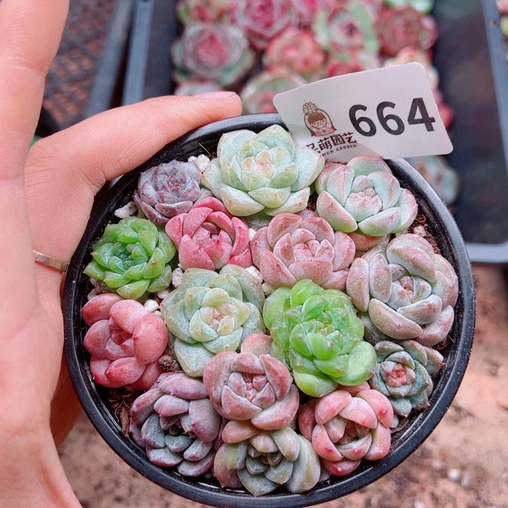 多肉植物多肉植物