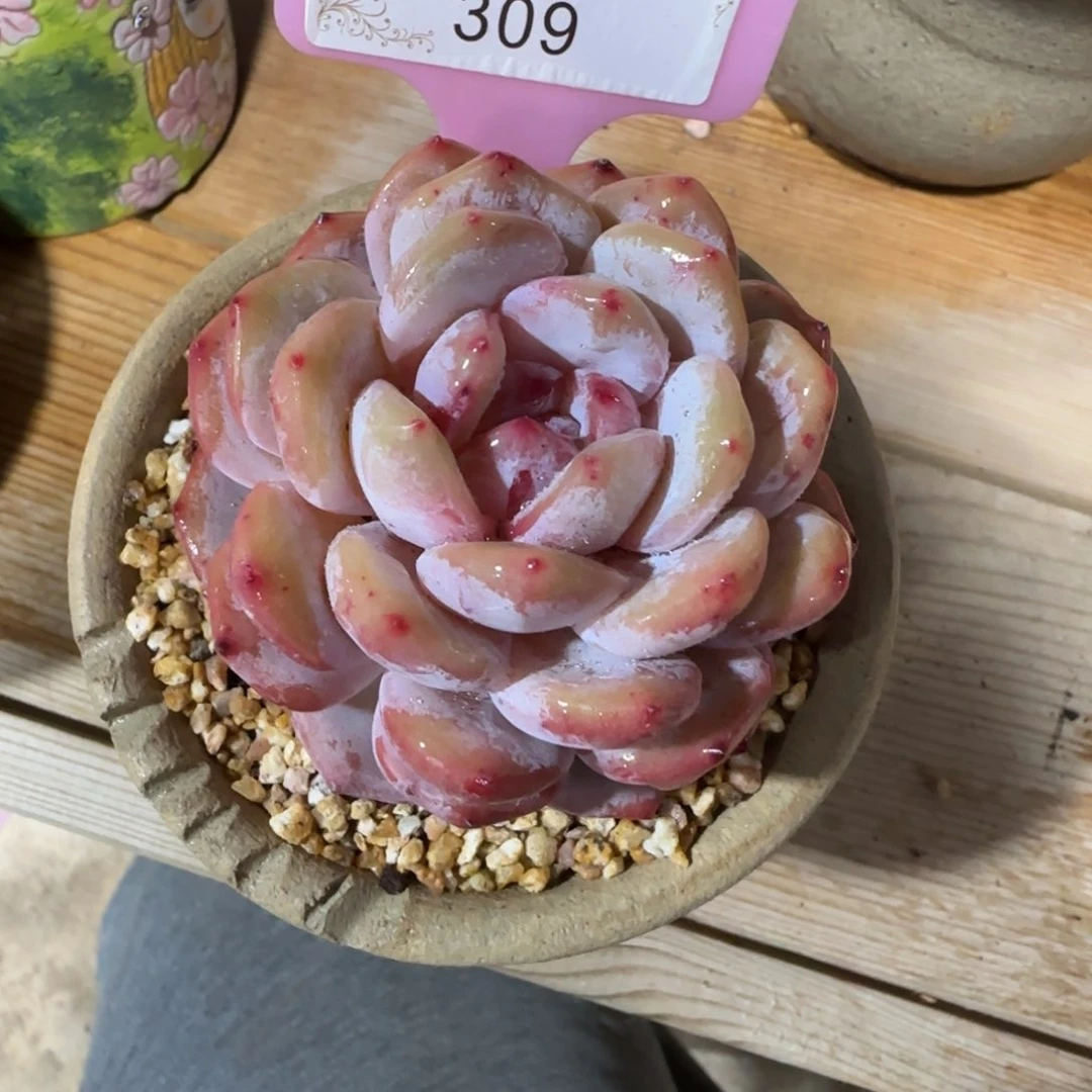 ?**兔309橙子单头老桩0000