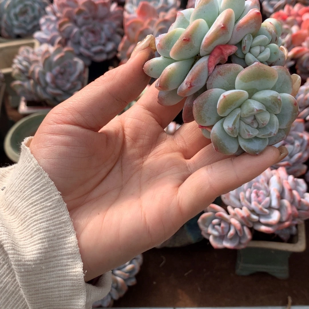 带小崽10头冰玉哈哈哈哈哈