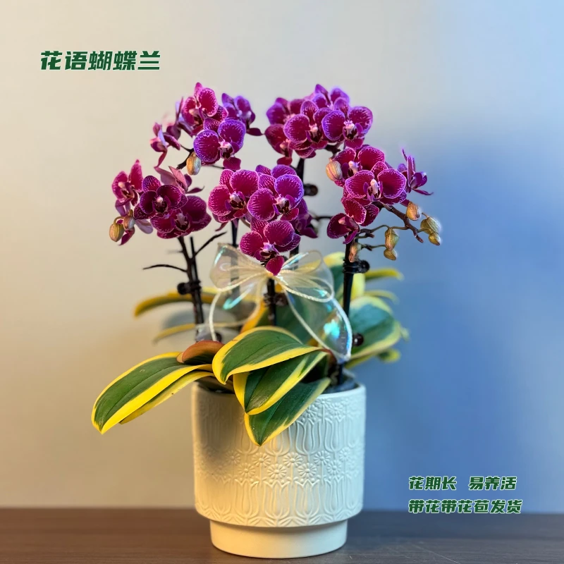 蝴蝶兰【金边蔓越莓】 带花带花苞发货 室内客厅阳台花卉 好养易活
