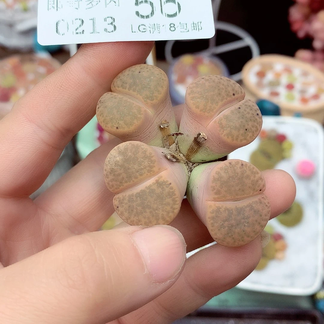 郎哥多肉生石花13-56