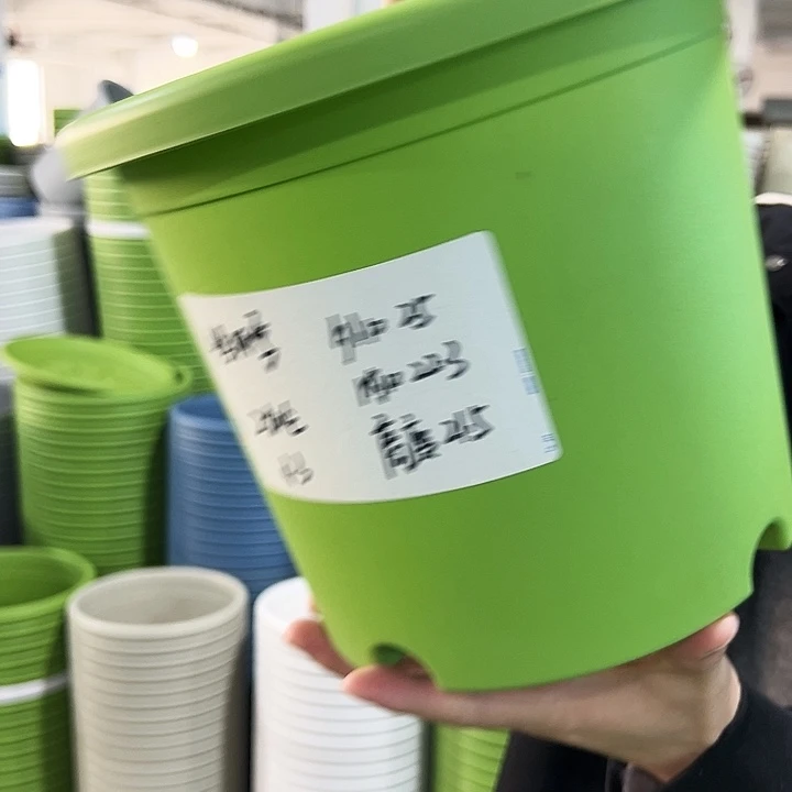 特价4号四季口25高21.5果绿无托8只