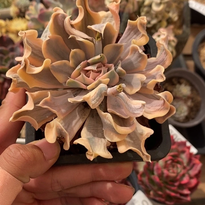 利比里亚锦多肉植物A1326