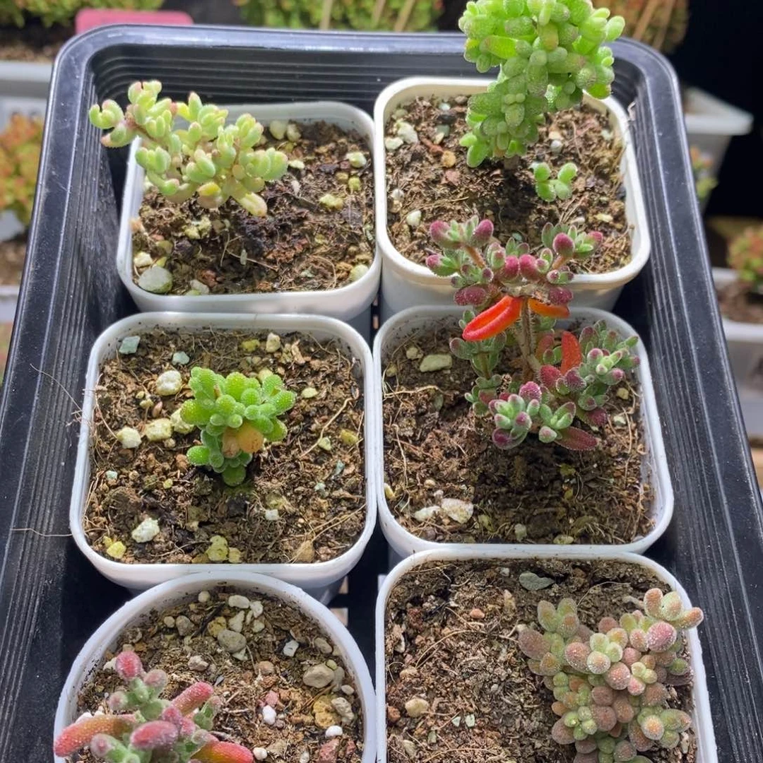 新手套餐不同品种6颗A211