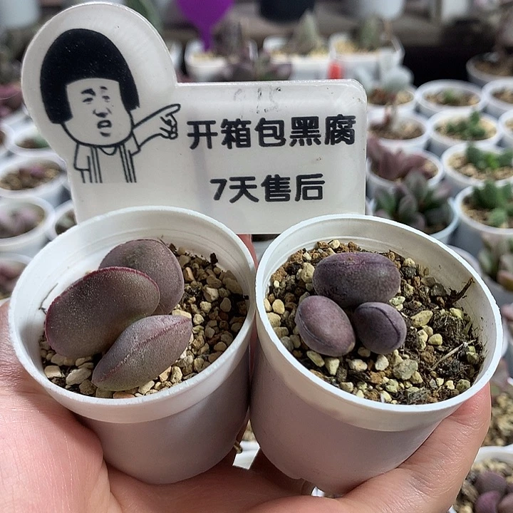 新手组合2—专拍专拍