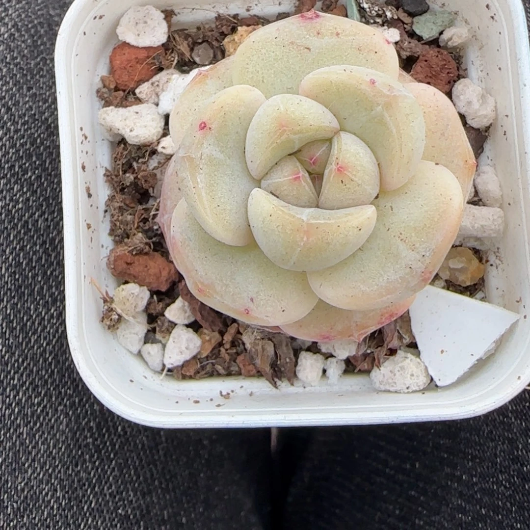 多肉小卡拉米糖心一物一拍