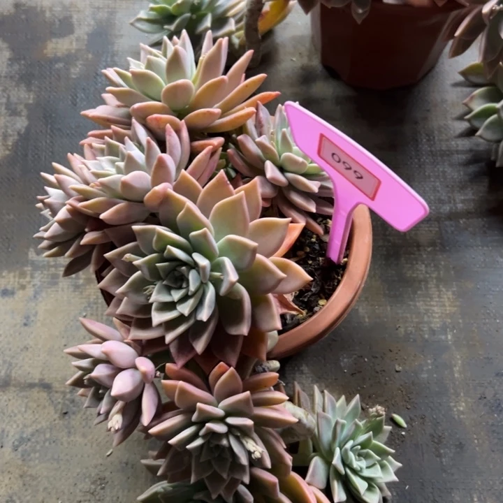 薰*草浪漫多肉植物099