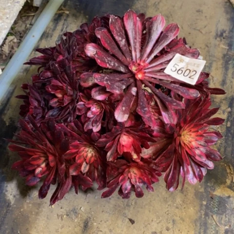 黑天鹅多肉植物5602