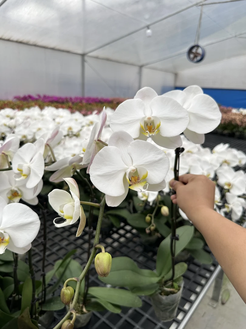 蝴蝶《大白V3法式蝴蝶兰颜值超仙  带花带花苞  基地直发