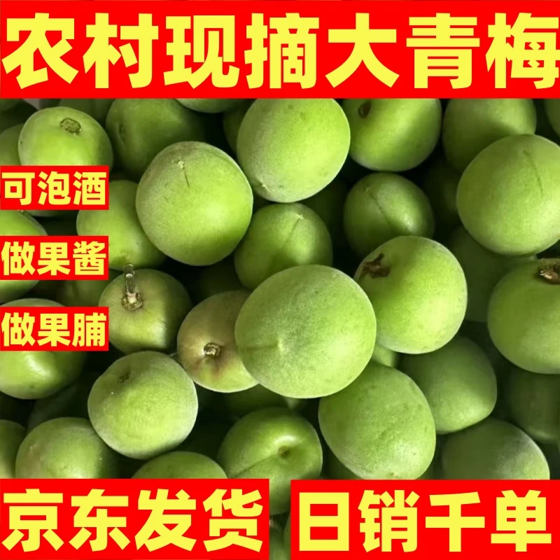 2025年现摘大青梅老品种青梅子生酸鲜果泡酒专用做果脯果酱青梅