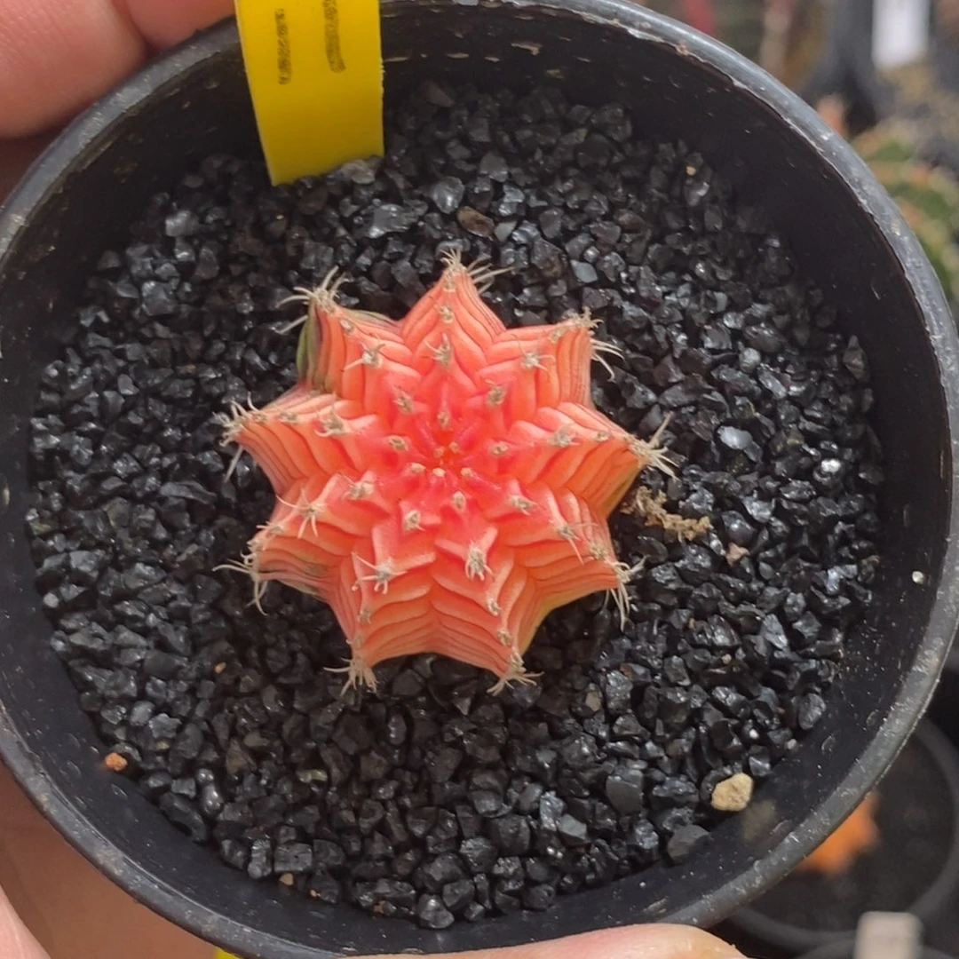 精品米哈—脱土发货27