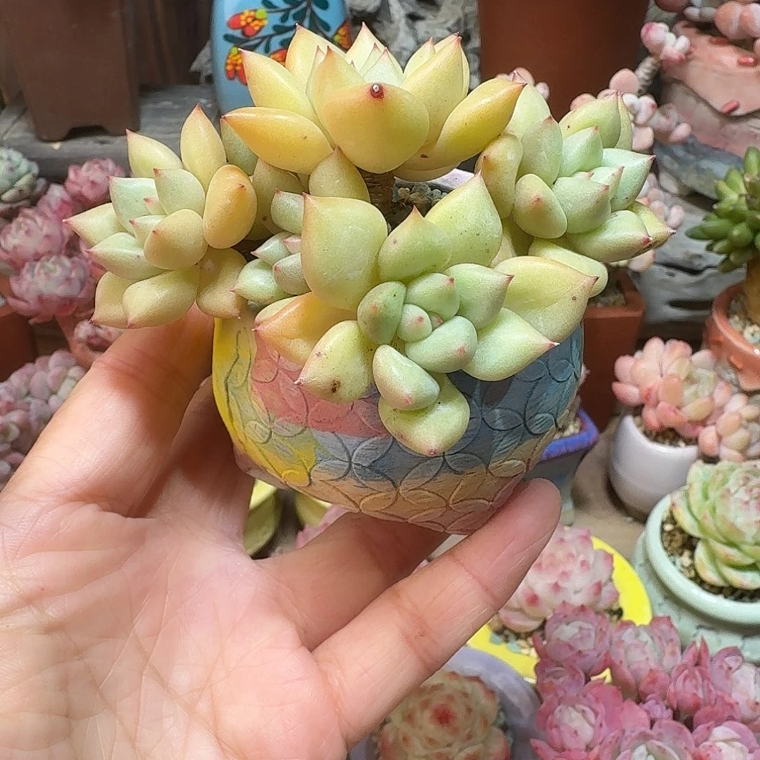 黄金象牙 多肉含盆土 一物一拍