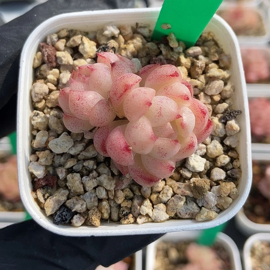 242  星宝精品多肉