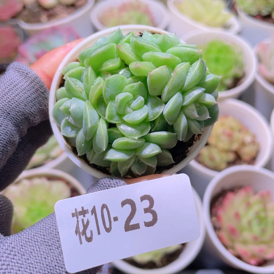 花利美 10-23新品珍妮