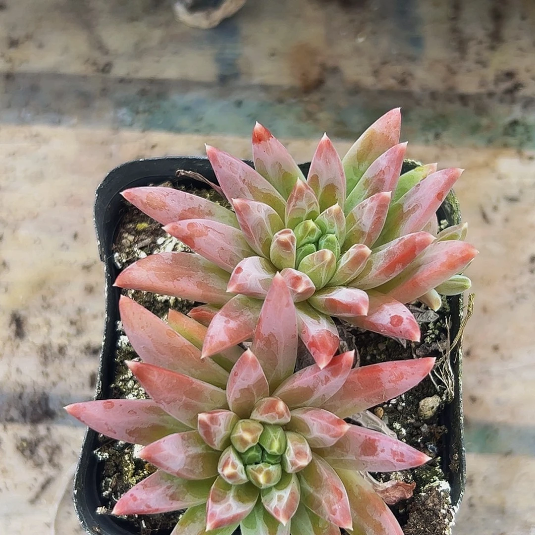 桔云多肉美人精品系列