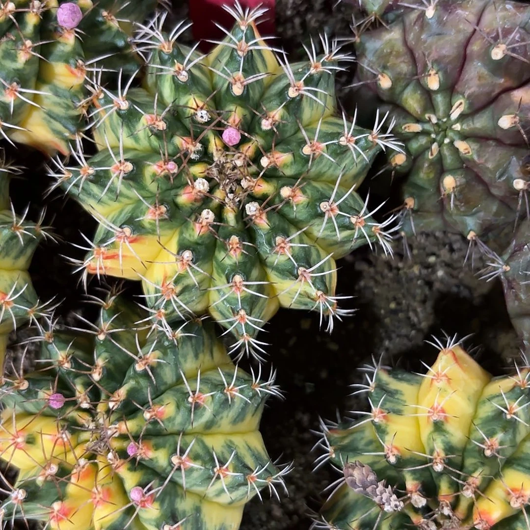 m***…312-1020泰国发货多肉