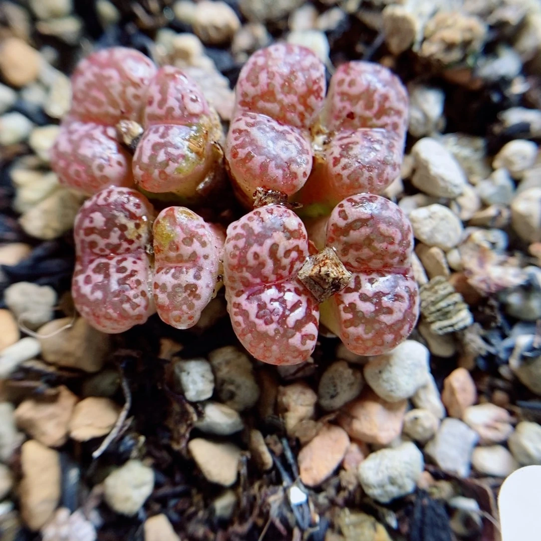 *****生石花花花花花花花花913