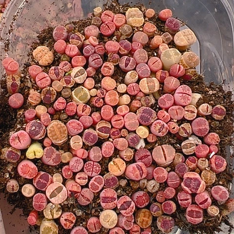 【闪购商品】24488