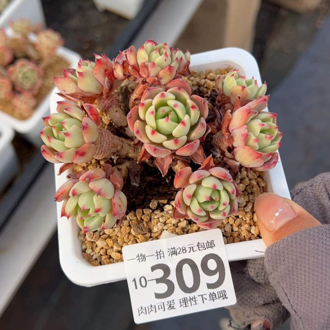 娜娜小勾多肉多肉多肉多肉多肉