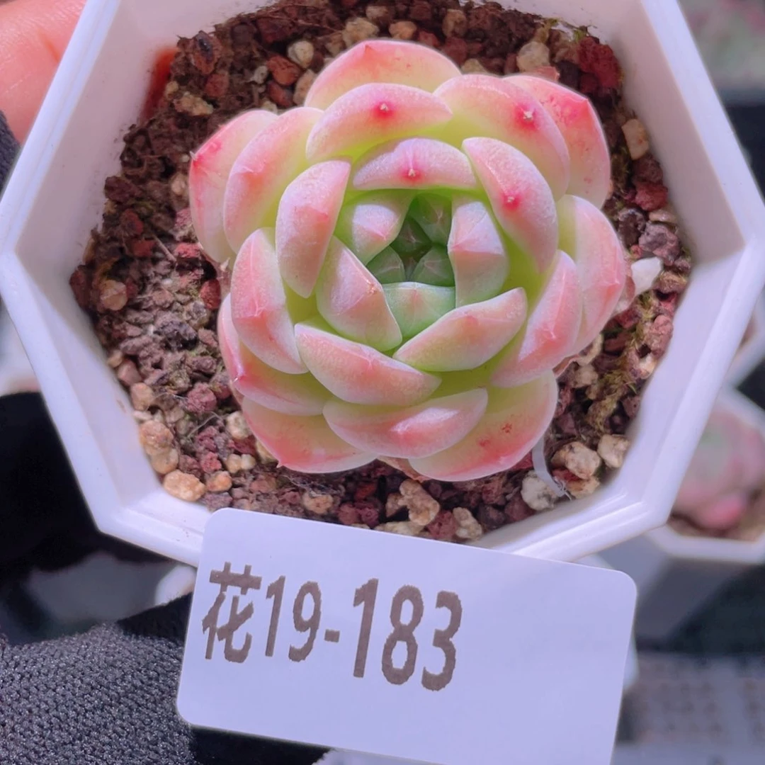 花利美19-183精选糖心