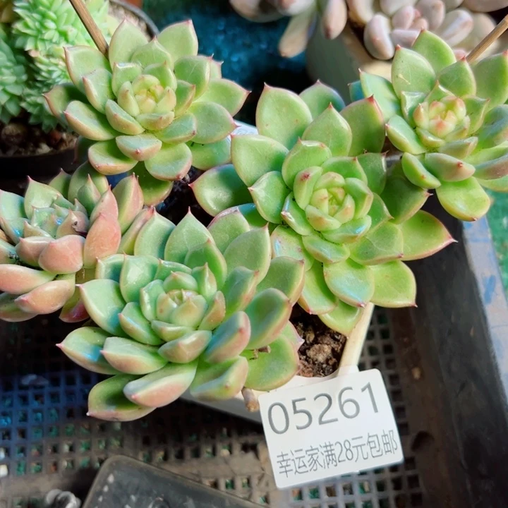 幸运的是我还没遇到幸运