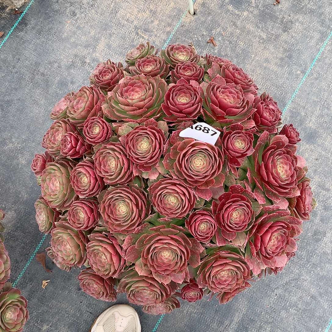 难**涂687.沙拉碗多肉植物