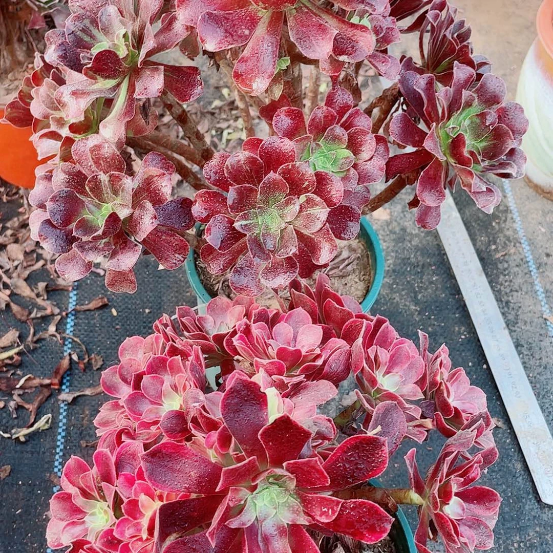 精品法师红玫瑰加两颗28