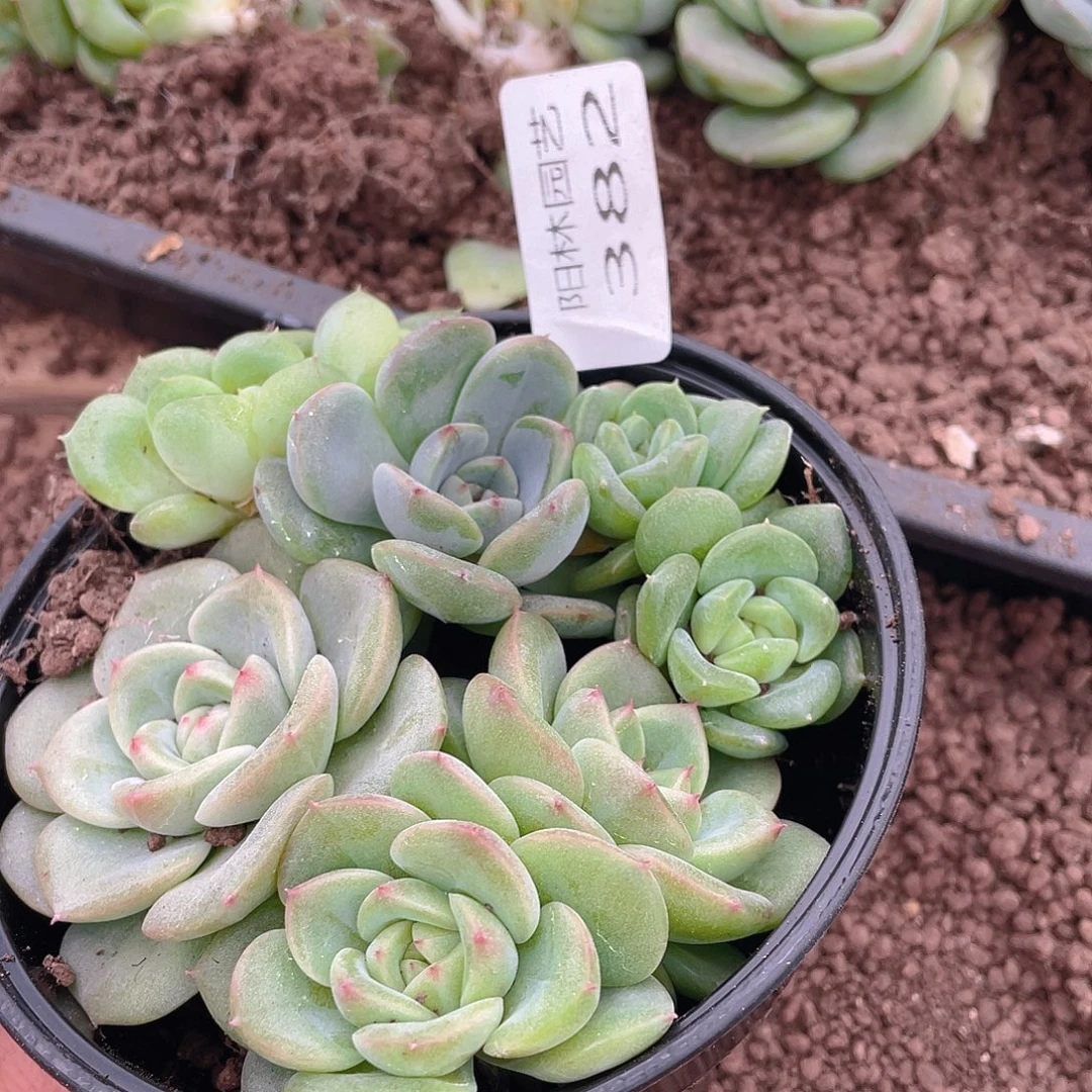 多肉植物多肉植物382