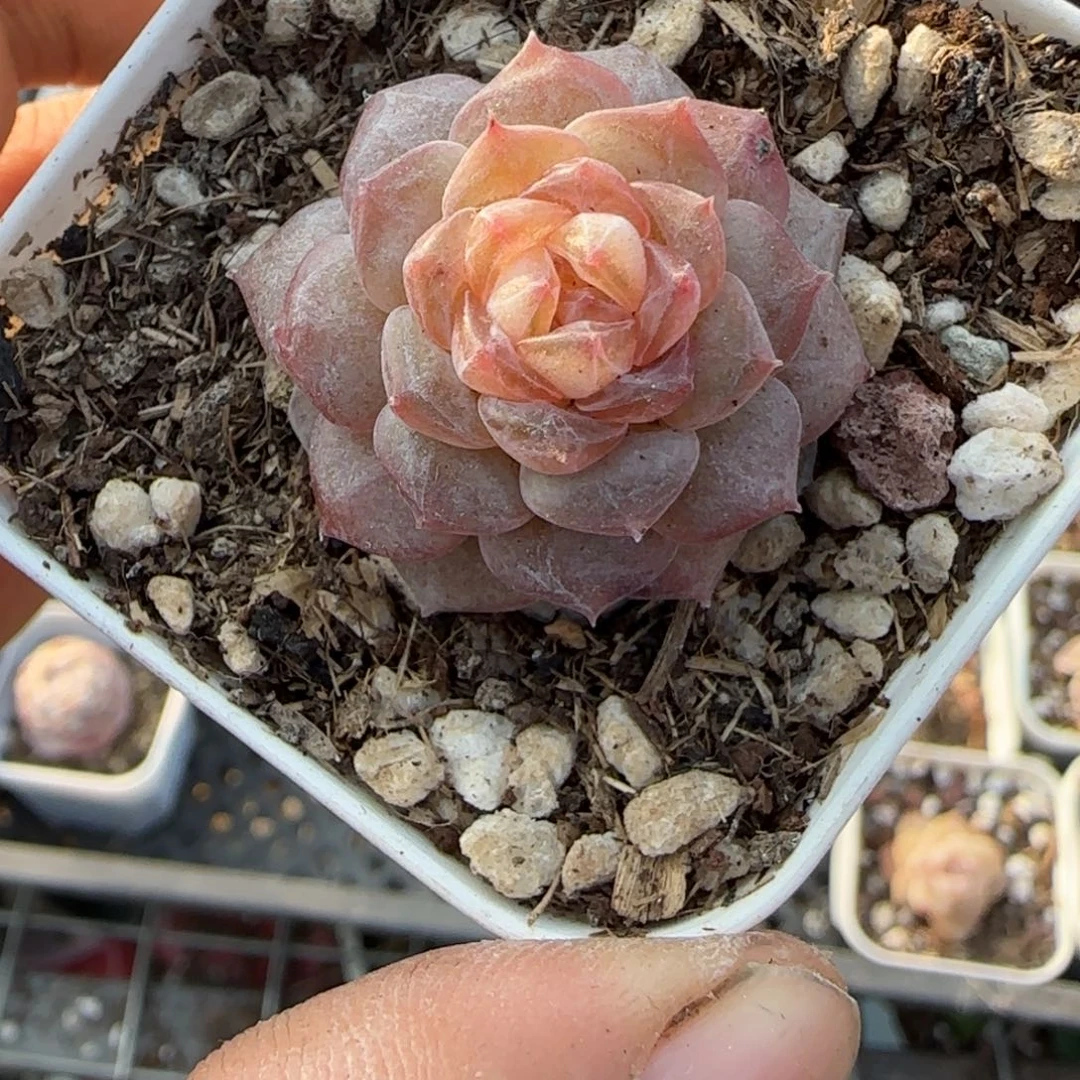 多肉小卡拉米糖心一物一拍